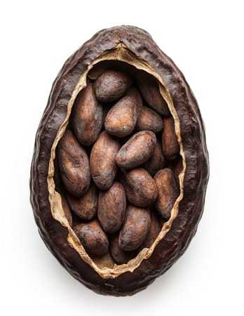 Fave Cacao America